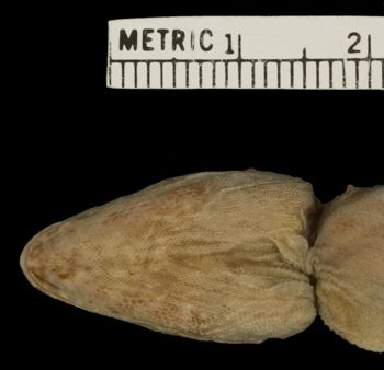 Media type: image;   Herpetology R-14346
